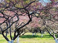 -上海海湾国家森林公园