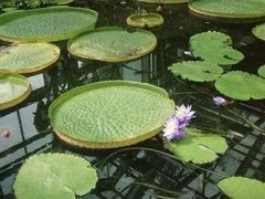 -国家植物园南园