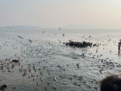 -深圳湾公园(南山区)