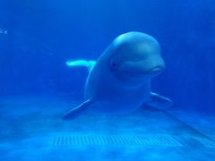 -多彩贵州城极地海洋世界