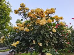 -河南省黄河迎宾馆