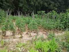 -延安杨家岭革命旧址