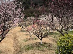 -林屋梅海青梅保护基地