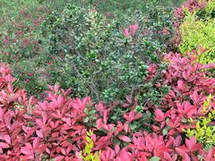 -上海佘山国家森林公园天马山园