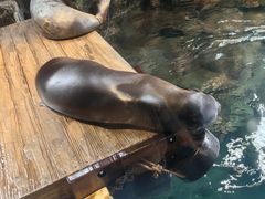 -大阪海游馆