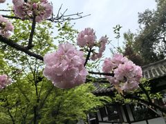 -西安青龙寺遗址景区