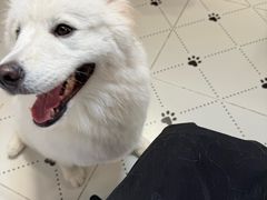 -毛绒耶耶撸宠馆·猫咖·狗咖·荷兰猪咖