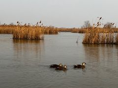 -盐城丹顶鹤湿地生态旅游区