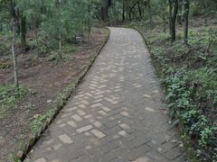 -长虫山生态公园风景林