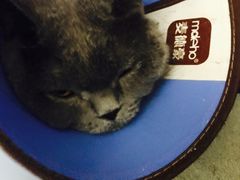 -芭比堂动物医院·犬猫全科·异宠专科(雁塔分院)