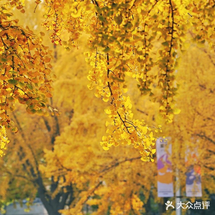 北平之秋｜银杏季｜东直门外大街