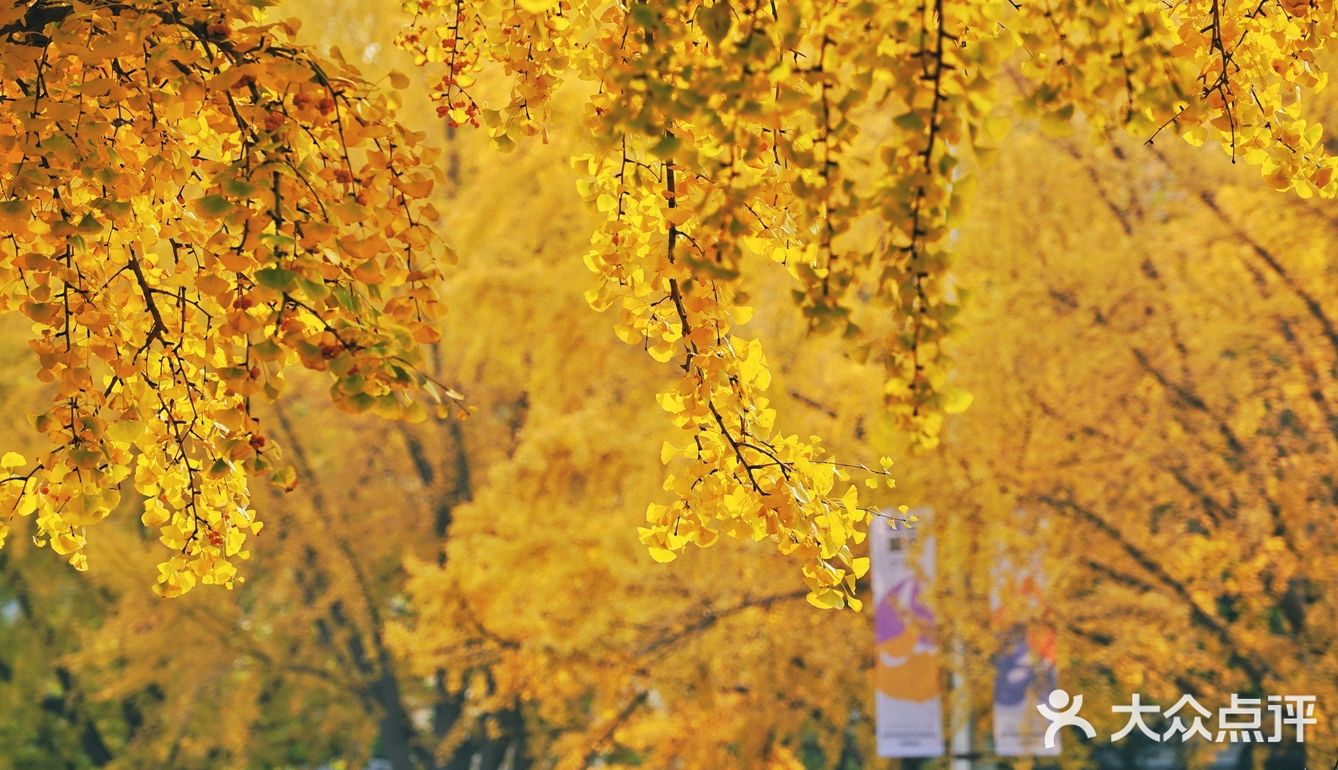 北平之秋｜银杏季｜东直门外大街