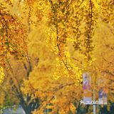 北平之秋｜银杏季｜东直门外大街