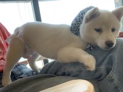 -柴犬小屋·柴餐厅·狗咖食堂(金鼎广场店)