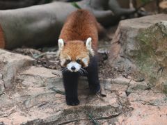 -深圳野生动物园