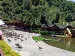 -西双版纳原始森林公园