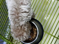 -中环花鸟鱼虫市场