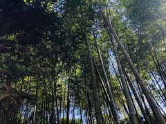 -漫山居私汤民宿全竹宴