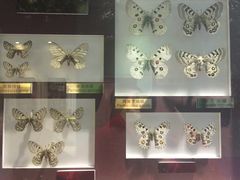 -上海昆虫博物馆