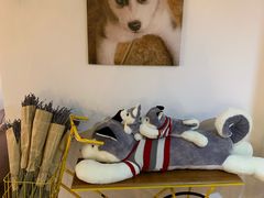 -Husky Go! 哈士奇体验馆·宠物咖啡厅狗咖