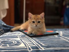 -袖虎·猫馆(体育西路店)