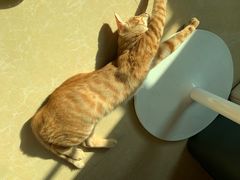 -凯特喵百思猫专科医院