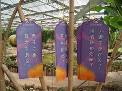 景点-观光南瓜园