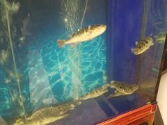 -肆月河豚·新淮扬(金融街店)