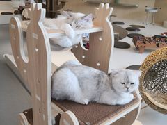 -飞行喵MR PILOT|猫舍·猫咖(静安大融城店)