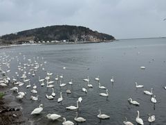 -烟墩角天鹅湖