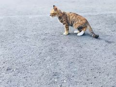 -狼牙山风景区