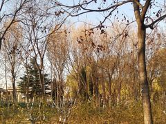 -大兴滨河森林公园