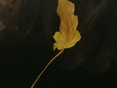 -比格比萨自助(新辰里学清路店)