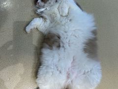 -藏猫猫咖啡主题馆(中央大道店)