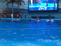 -海合安成都极地海洋公园