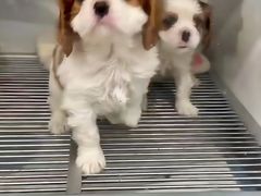 -萌宠之家·腊肠犬·马尔泰·小体犬舍