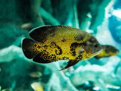 -福州罗源湾海洋世界旅游区