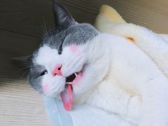 -乐派堂宠物医院·猫友好· 心脏科(东街店)
