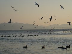 -深圳湾公园(南山区)