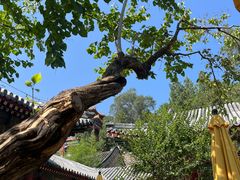 -宫事颐庭·老佛爷贵寿下午茶(颐和园店)