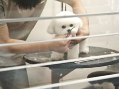 -帕帕拉兹宠物(亚洲旗舰店)