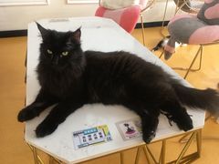 -糯米喵星人·撸猫猫舍咖啡馆(西市场嘉华店)