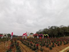 -松山湖梦幻百花洲