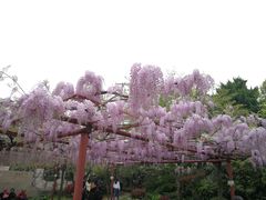 -嘉定紫藤园