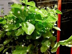 -眉州东坡(国贸店)