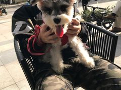 -PETKIT小佩宠物(昭化店)
