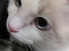 -佳雯宠物医院·皮肤科·内外科(春晓路分院)