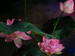 -碧露轩·大益茶体验馆(镇江路店)