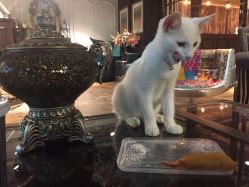 猫咪-HMC美容按摩SPA馆