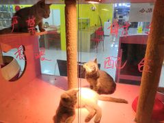 -三花喵·撸猫购宠·宠物生活馆(虹桥南丰城店)